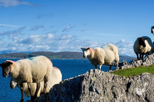 10 Night Best of the Wild Atlantic Way - from $770 incl. Car Rental (Save 15%)