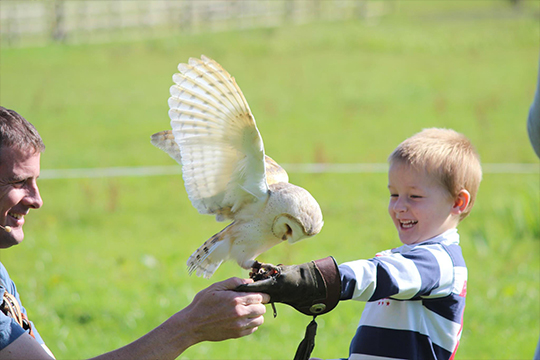 Crag Cave & Kingdom Falconry 