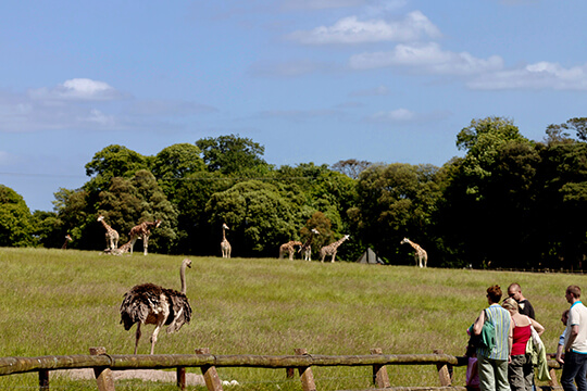 Fota Wildlife Park 