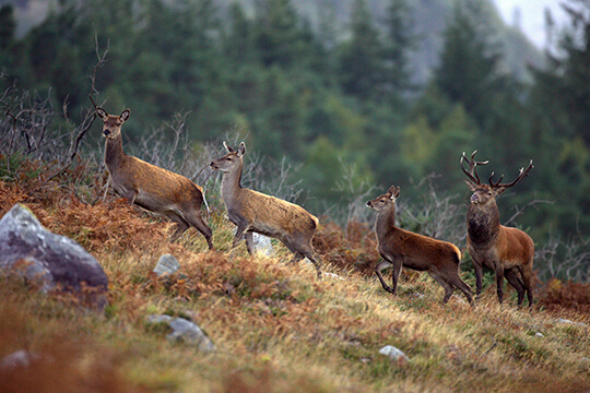 Killarney National Park