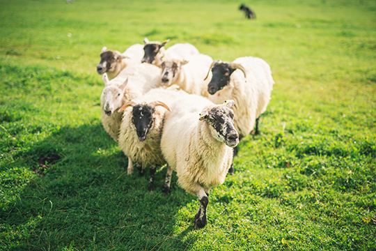 Kissanes Sheep Farm 