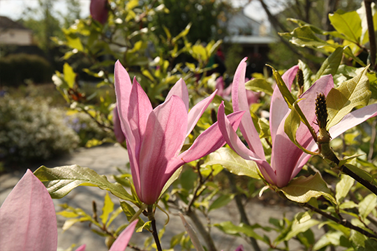 Salthill Gardens