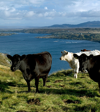 southern ireland driving tour